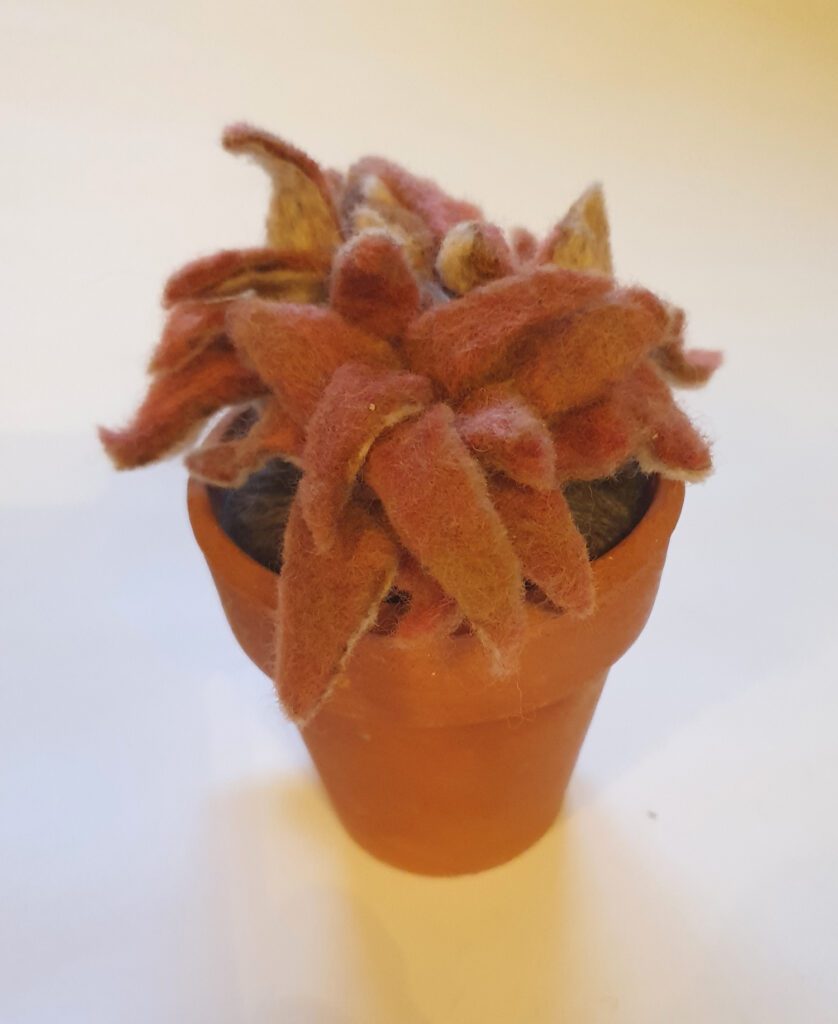 Triple sempervivum in vintage terracotta pot