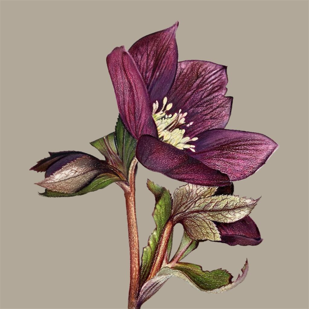 Hellebore