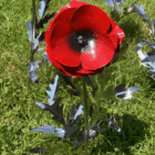 outdoor metal poppy